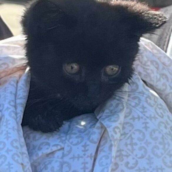 South jersey cops save small kitten trapped in storm drain - photo licensed by shore news network.