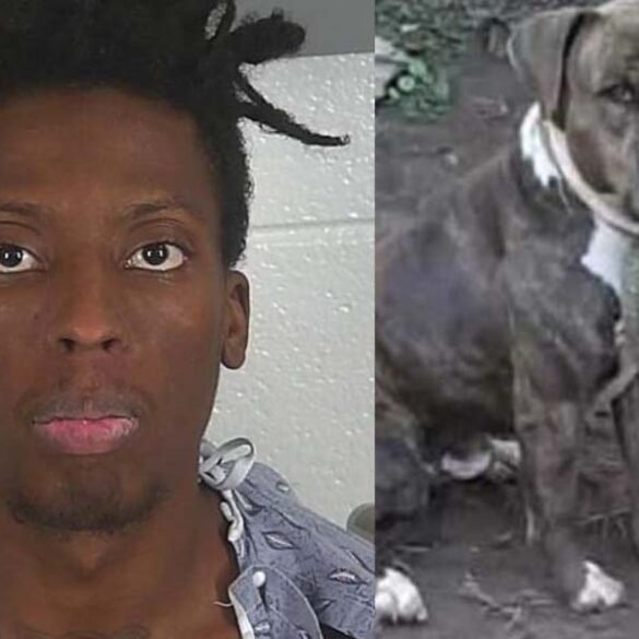 Family dog gave his life to save baby, family from home invader - photo licensed by shore news network.