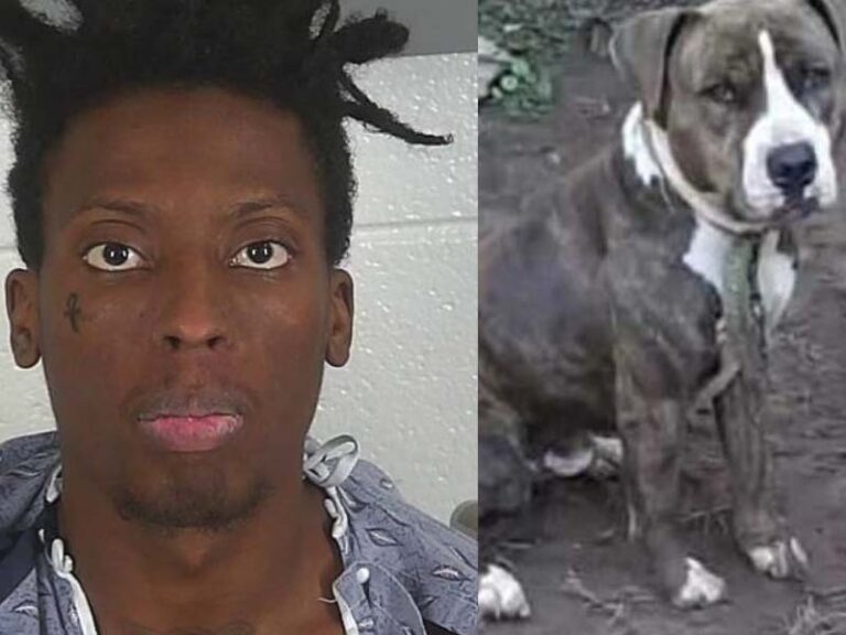 Family dog gave his life to save baby, family from home invader - photo licensed by shore news network.