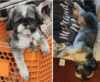Stolen shih tzu sparks citywide search in d. C.