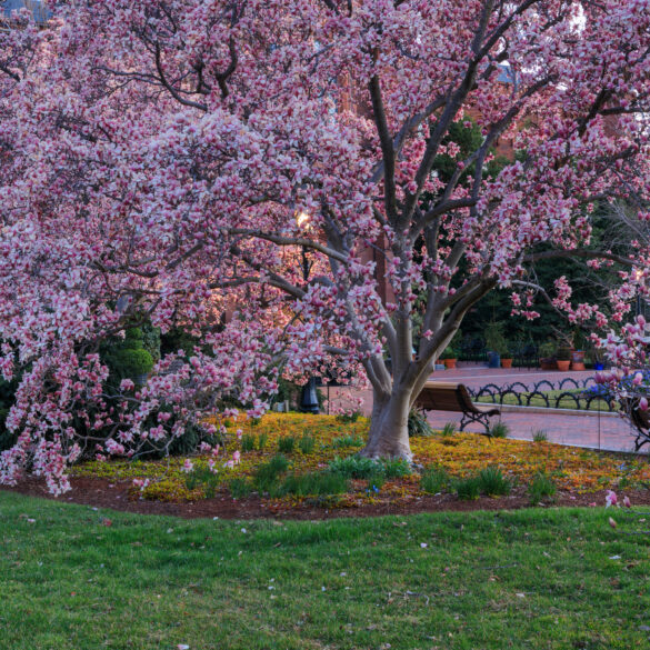 Historic 400-year-old tree collapses in d. C. , damaging home and vehicles - photo licensed by shore news network.
