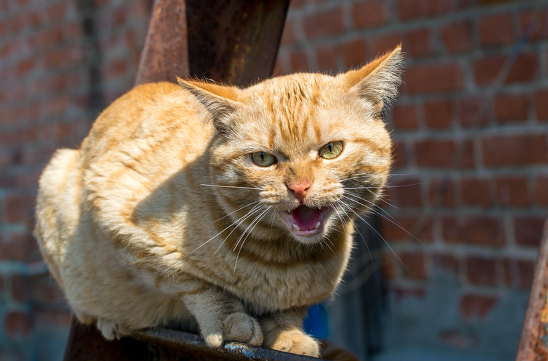 Third Case of Rabies Confirmed in Polk County