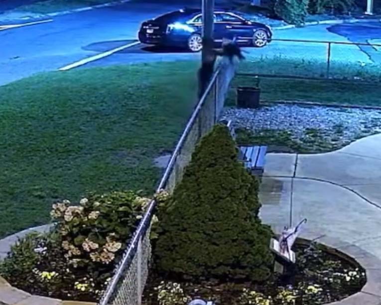 Police Investigating After Dog Violently Thrown Over Fence at New Jersey Shelter