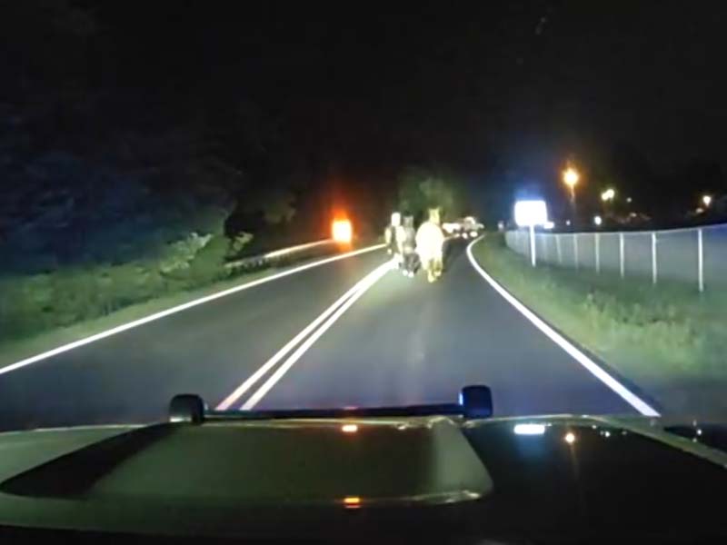 Horse Hijinks: Loose Colts Cause Stir on Garrisonville Road Horse Hijinks: Loose Colts Cause Stir on Garrisonville Road