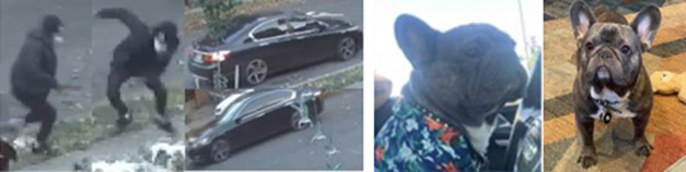 Stolen French Bulldog Sparks Major Search in Southeast D.C.