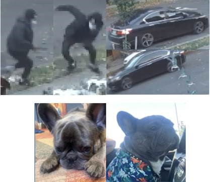 Dog Stolen at Gunpoint in D.C