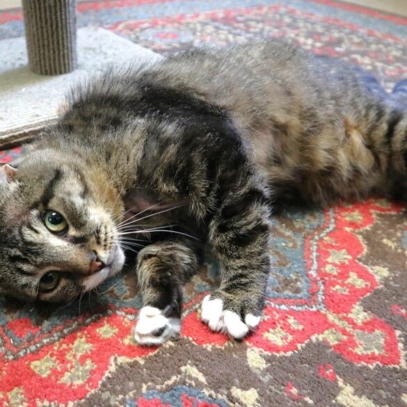 Popcorn park hosting animal trivia even - photo licensed by shore news network.