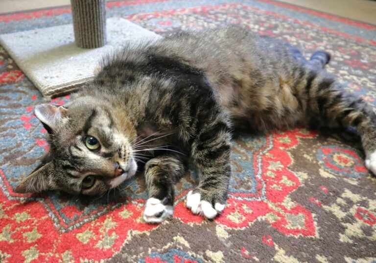 Popcorn park hosting animal trivia even - photo licensed by shore news network.