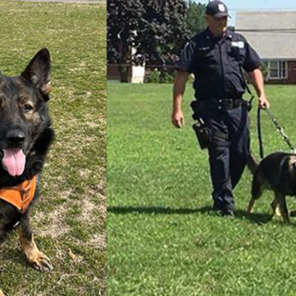 Yonkers police officer and k9 partner retire after years of service - photo licensed by shore news network.