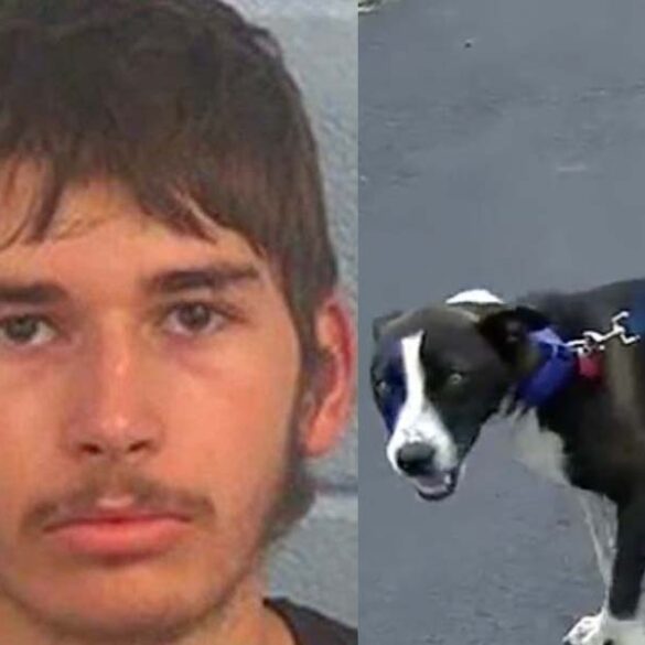 Teens charged for abusing dog, posting video on social media - photo licensed by shore news network.