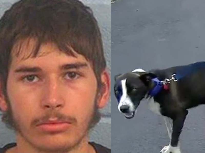 Teens Charged for Abusing Dog, Posting Video on Social Media