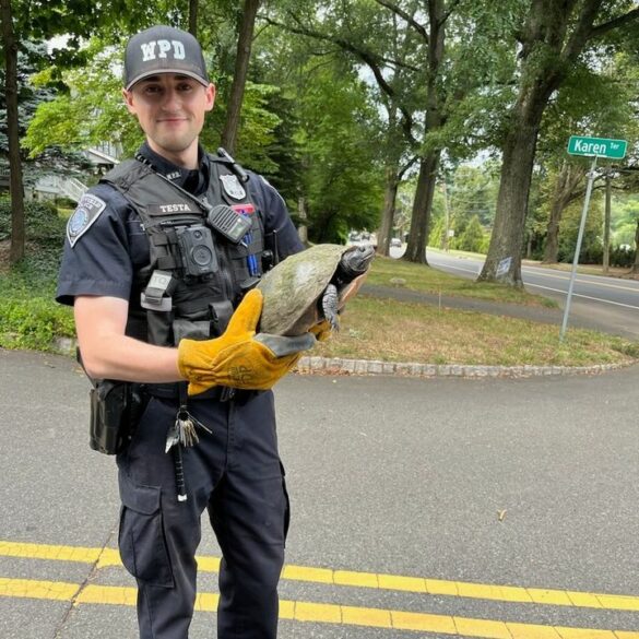 Westfield police officers assist turtle on east broad street - photo licensed by shore news network.