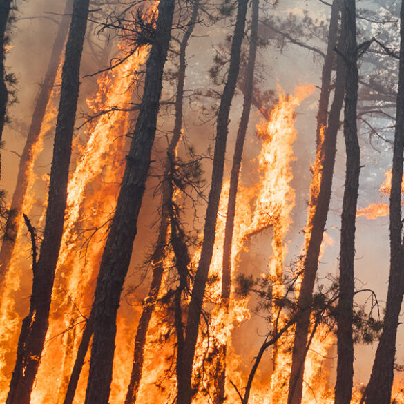 Fireworks spark massive 4,000 acre forest fire in new jersey - photo licensed by shore news network.