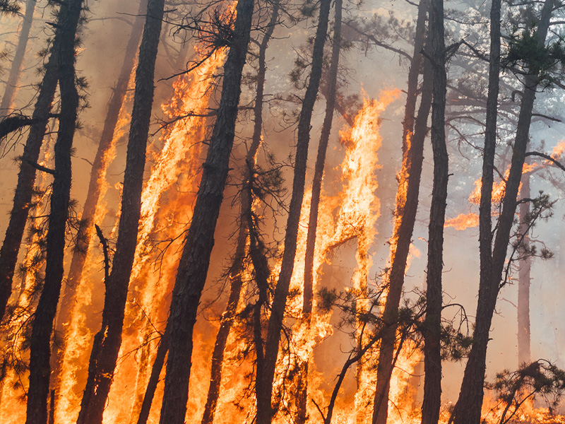 Fireworks Spark Massive 4,000 Acre Forest Fire in New Jersey