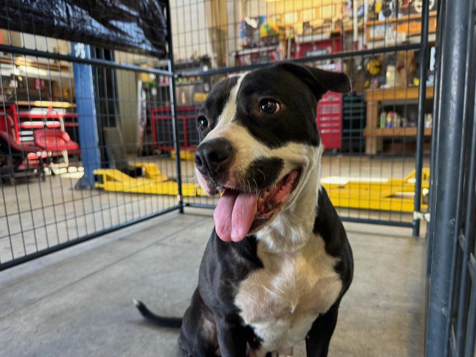 Two Lost Dogs Found in Utica, Authorities Seeking to Reunite With Owners Two Lost Dogs Found in Utica, Authorities Seeking to Reunite With Owners