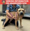 Dog found tied and abandoned behind motel in tinton falls