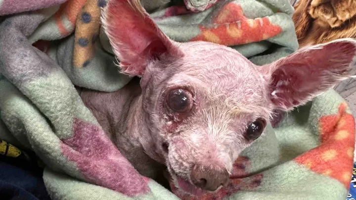 Woman Reunites With Lost Dog Nine Years Later