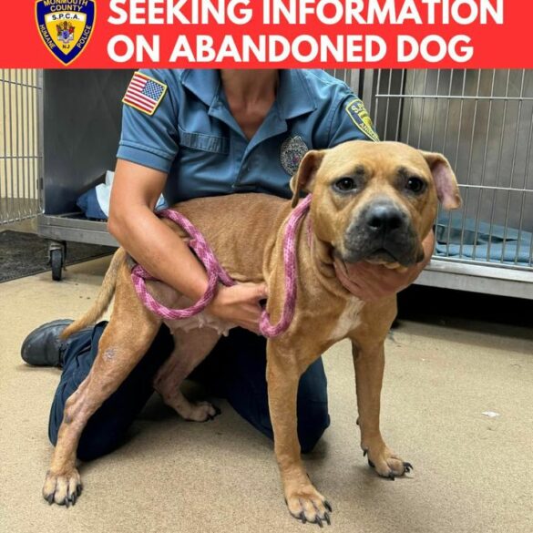 Police, spca partner in search for suspects who abandoned dog at local motel - photo licensed by shore news network.