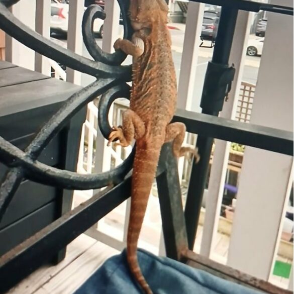 A bearded dragon has gone missing in ocean city - photo licensed by shore news network.