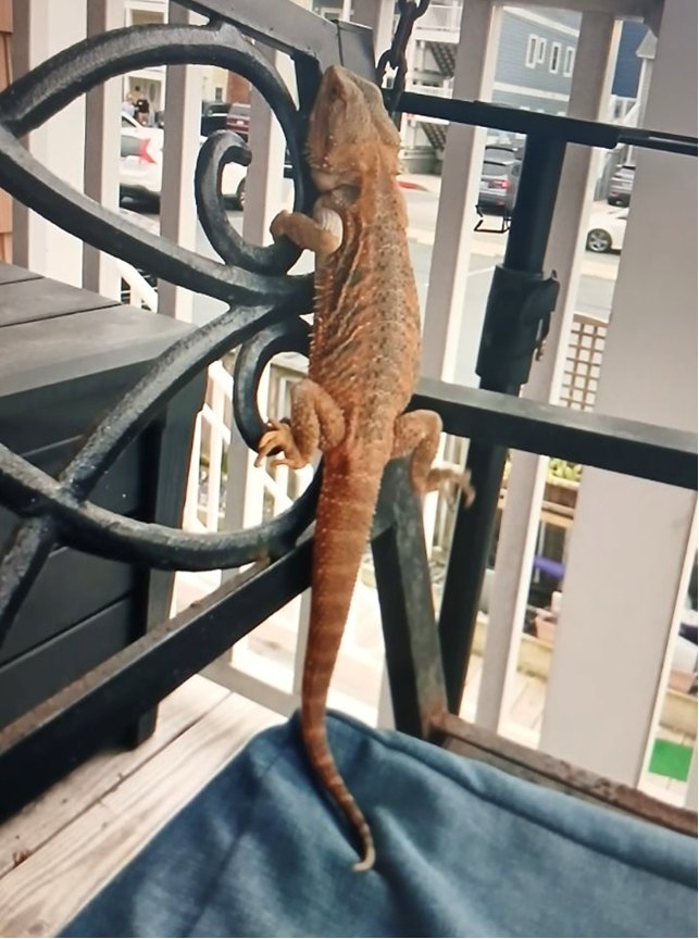 A Bearded Dragon Has Gone Missing in Ocean City