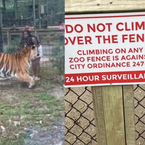 New jersey woman enters zoo cage with tiger, luckily gets out with only a ticket - photo licensed by shore news network.