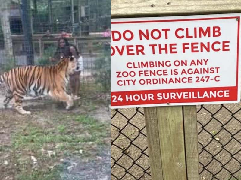 New Jersey Woman Enters Zoo Cage with Tiger, Luckily Gets Out With Only a Ticket