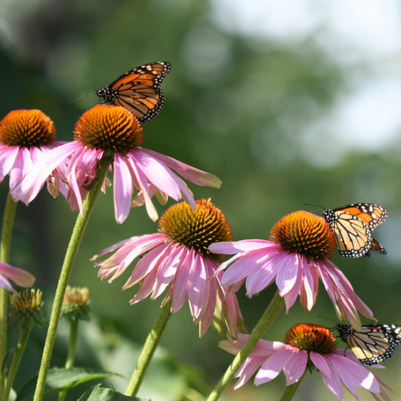 Butterfly festival flutters into pennington - photo licensed by shore news network.