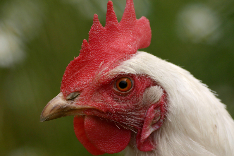 Illinois School Official Sentenced for $1.5 Million Chicken Wing Theft Operation