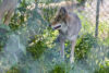 Coyote sighting in south hackensack prompts police warning