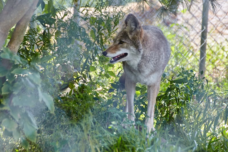 Coyote Sighting in South Hackensack Prompts Police Warning