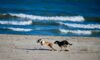 Myrtle beach goes to the dogs after labor day