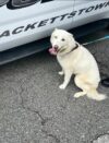 Dog found on route 46 with one blue and one brown eye