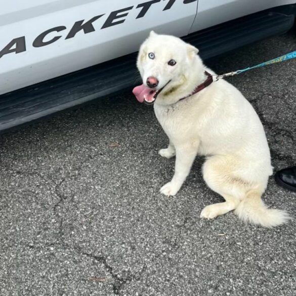 Dog found on route 46 with one blue and one brown eye - photo licensed by shore news network.