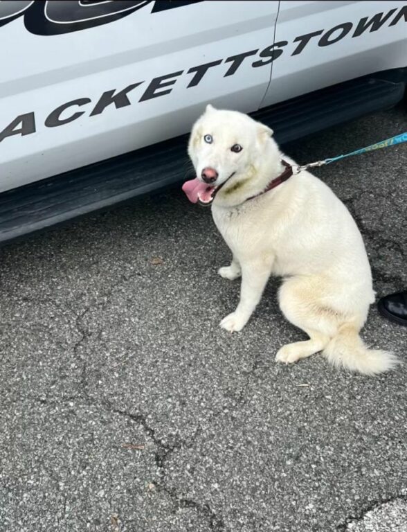 Dog Found on Route 46 With One Blue and One Brown Eye