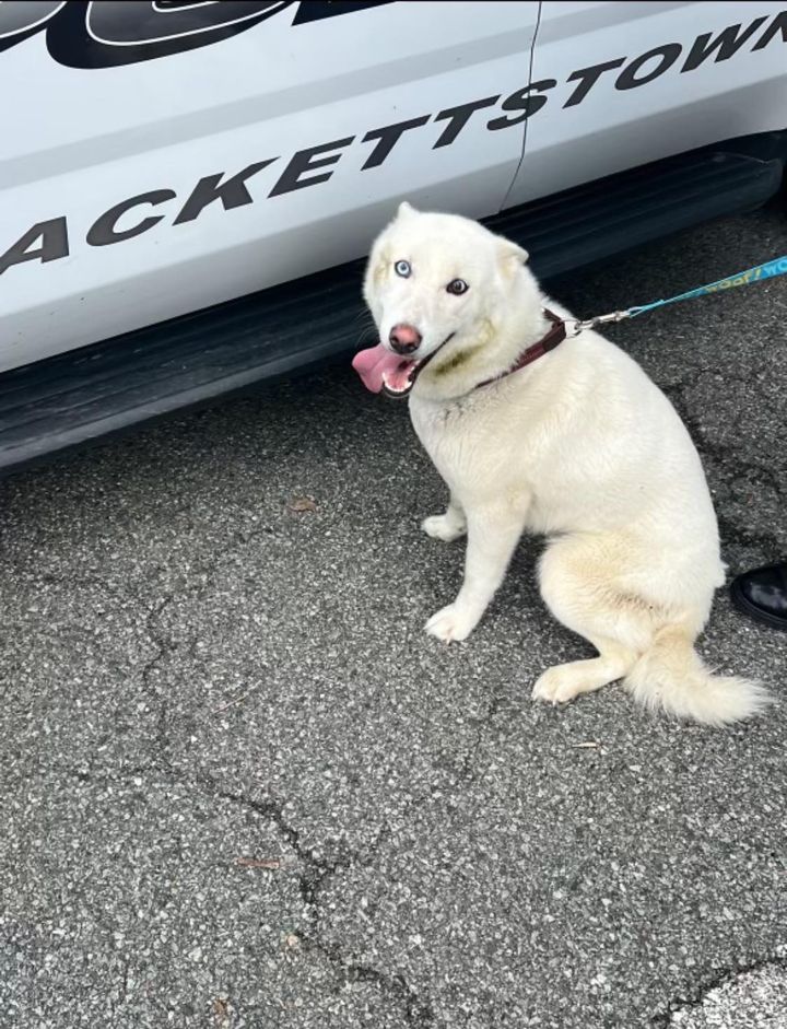 Dog Found on Route 46 With One Blue and One Brown Eye