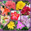 Ort farms hosts first-ever flower festival over three weekends