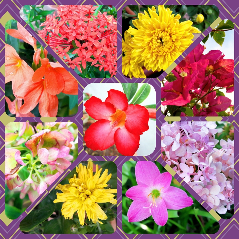 Ort Farms Hosts First-Ever Flower Festival Over Three Weekends