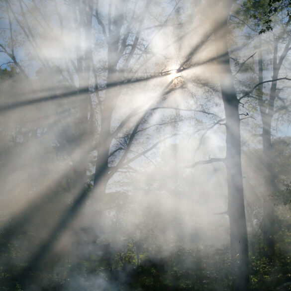 Thirty acre wildfire in medford township fully contained, officials say - photo licensed by shore news network.