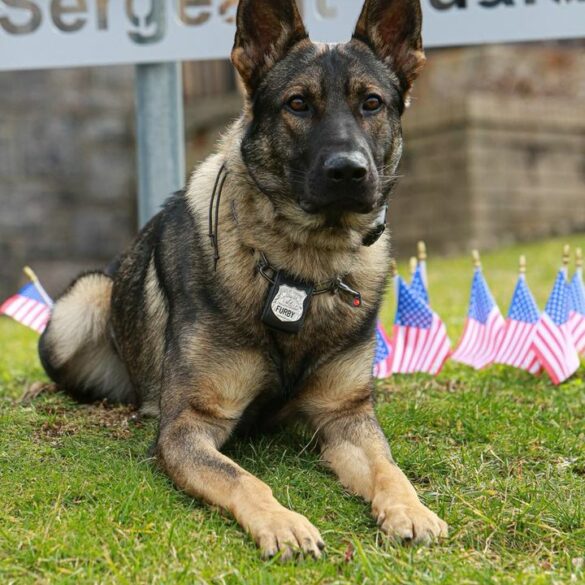 Meet k9 furby: the adorable crime-fighting hero you never knew you needed - photo licensed by shore news network.