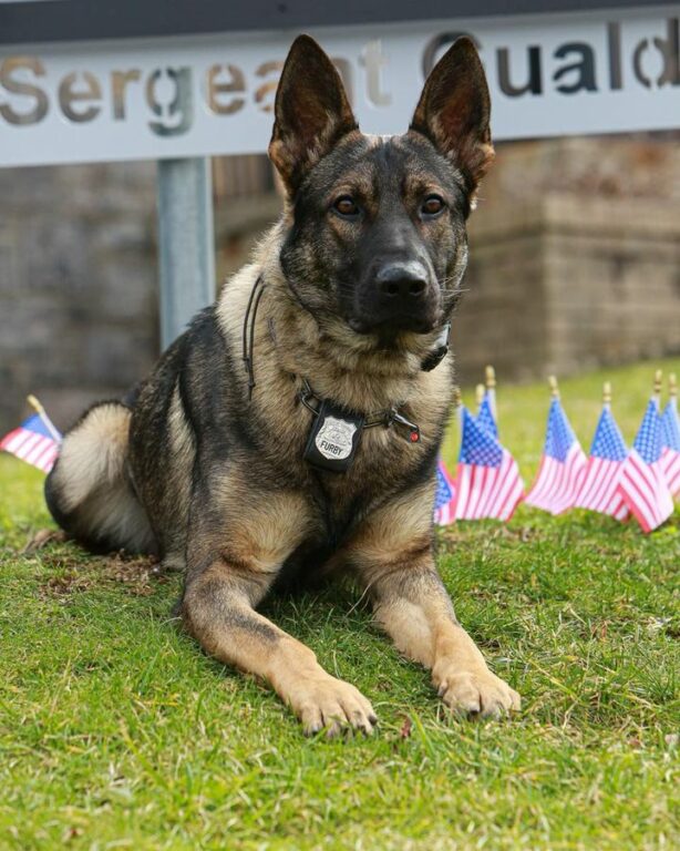 Meet K9 Furby: The Adorable Crime-Fighting Hero You Never Knew You Needed