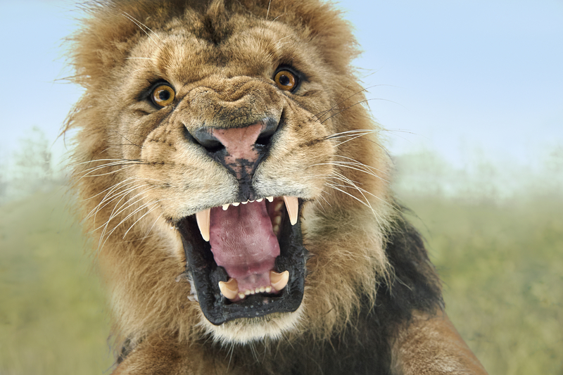 New Jersey's Wildlife Habitat That Closed Down After Visitor Mauled by Lion