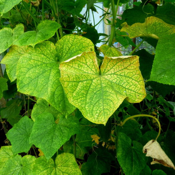 Weeks of intense heat, humidity, and rain wreaking havoc on gardens in new jersey - photo licensed by shore news network.