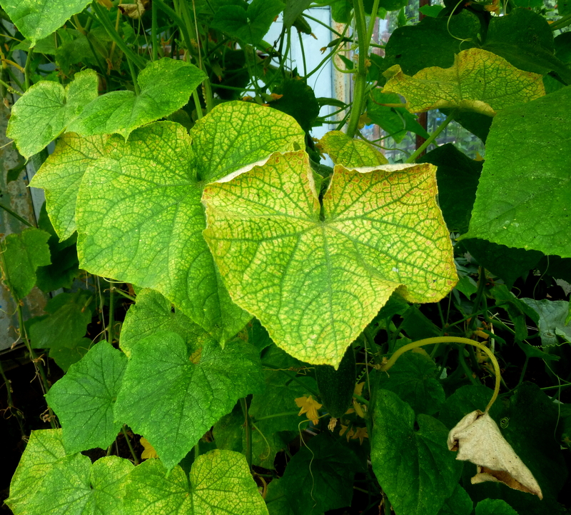 Weeks of Intense Heat, Humidity, and Rain Wreaking Havoc on Gardens in New Jersey