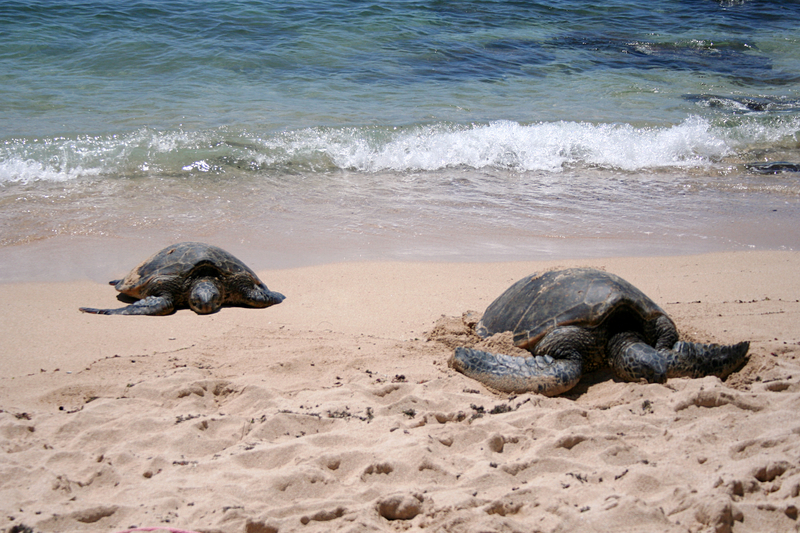 Cold weather leads to increase in sea turtle strandings along New Jersey shores