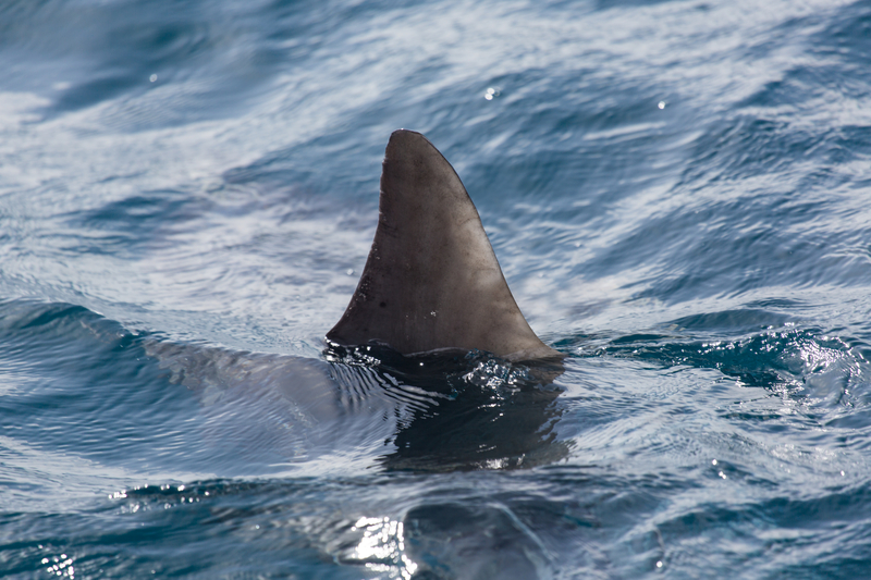 Shark Sighting Shuts Down Long Island Beaches