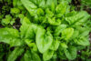 It's time to start your fall new jersey garden this week