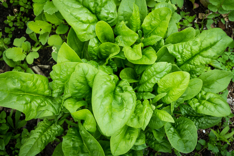 It's Time To Start Your Fall New Jersey Garden This Week