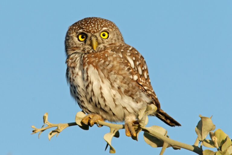 Plan to kill half a million owls facing backlash - photo licensed by shore news network.