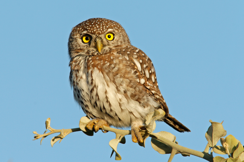 Plan to Kill Half a Million Owls Facing Backlash