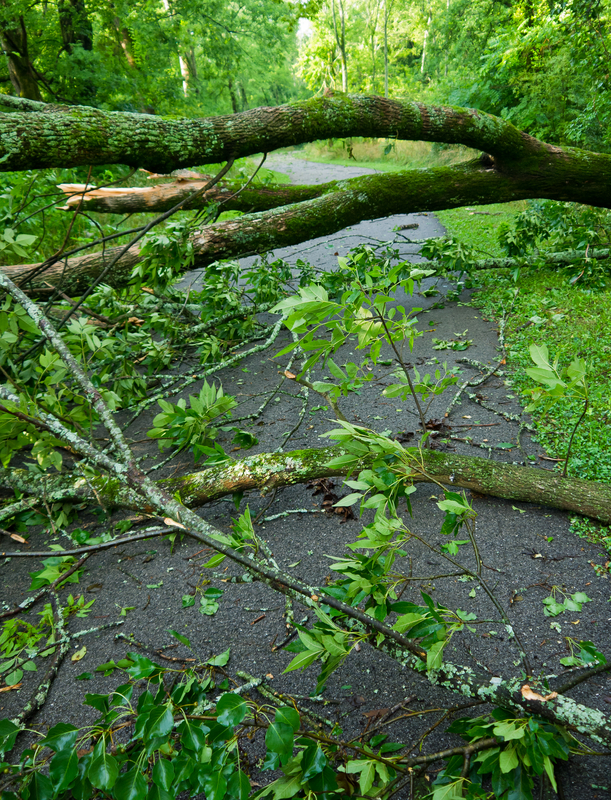 Man Injured After Being Trapped Under Falling Tree in Gloucester Township